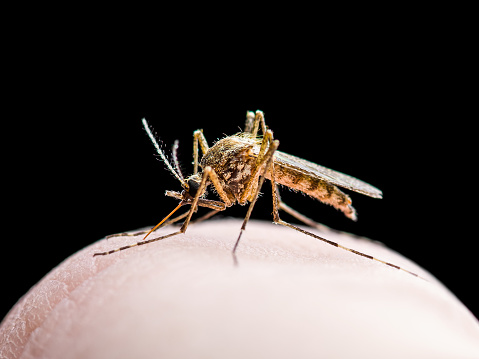 Yellow Fever Malaria Or Zika Virus Infected Mosquito ...
