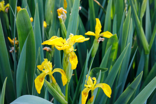 Yellow flag irises green leaves in water stock photo