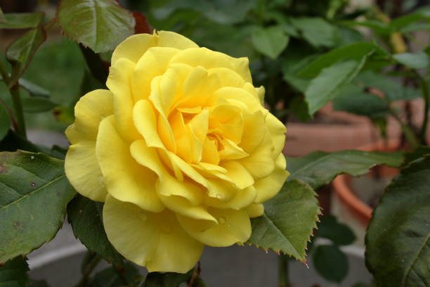 Yellow Floribunda Rose, 'Friesia' stock photo