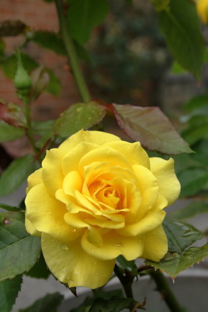 Yellow Floribunda Rose, 'Friesia' stock photo