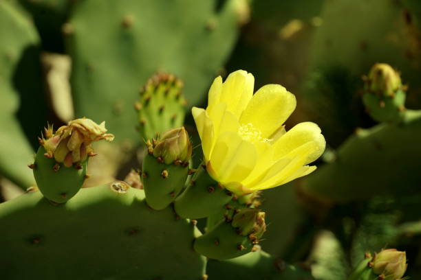 Yellow flower and buds of Opuntia cactus Yellow flower and buds of Opuntia cactus close up opuntia ficus indica stock pictures, royalty-free photos & images