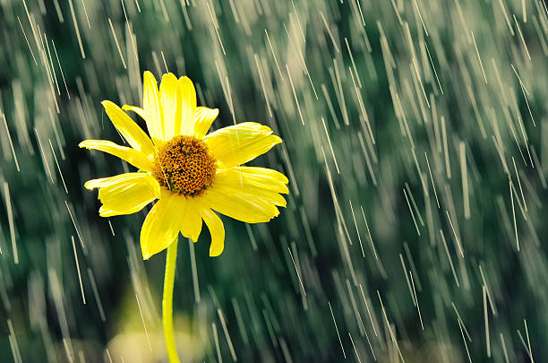 Yellow flower in drops of rain. stock photo