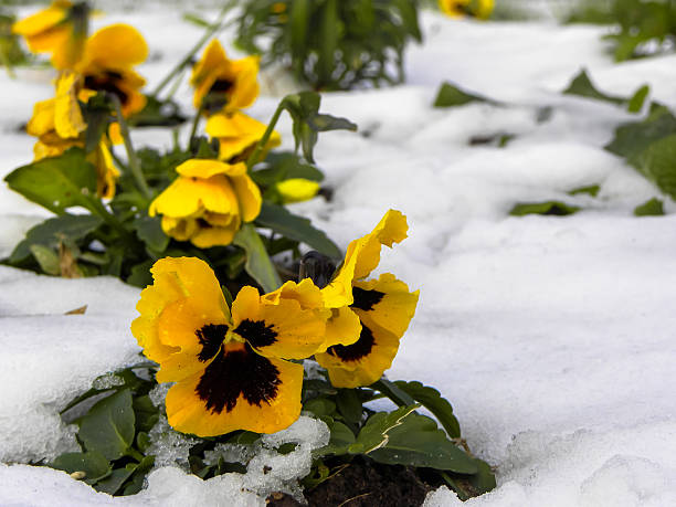 Yellow flower in the snow growing, hostile environment stock photo