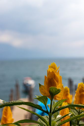 yellow flower Lollipop Plant, Pachystachys lutea on the shores of lake atitlan