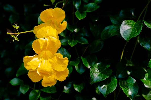 Yellow flower of Cat's claw vine with green leaves Yellow flower of Cat's claw vine with green leaves background. claw photos stock pictures, royalty-free photos & images