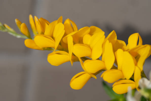 Yellow FLower of Cytisus scoparius Close Up Defocused background scotch broom stock pictures, royalty-free photos & images