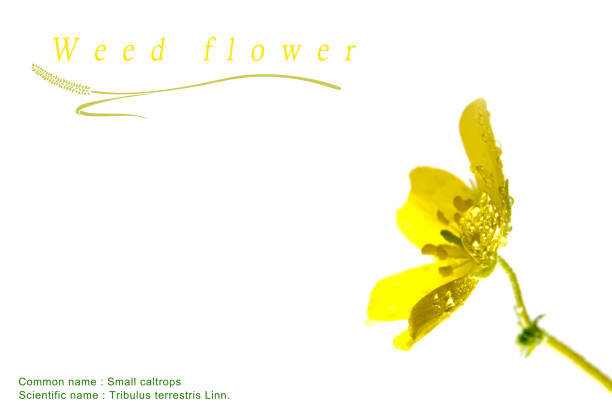 gul blomma av små caltrops ogräs, isolerade blomma på vit bakgrund - tiggarnöt on white bildbanksfoton och bilder