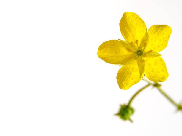gul blomma av små caltrops ogräs isolerade på vit bakgrund - tiggarnöt on white bildbanksfoton och bilder
