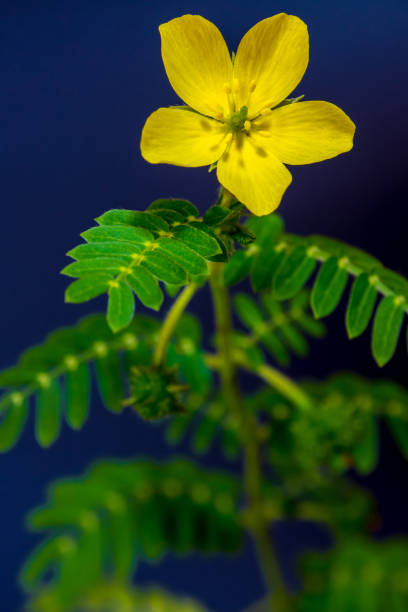 gul blomma av små caltrops ogräs - tiggarnöt on white bildbanksfoton och bilder
