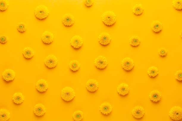 Yellow flower pattern on a yellow background.  Spring greeting card. stock photo