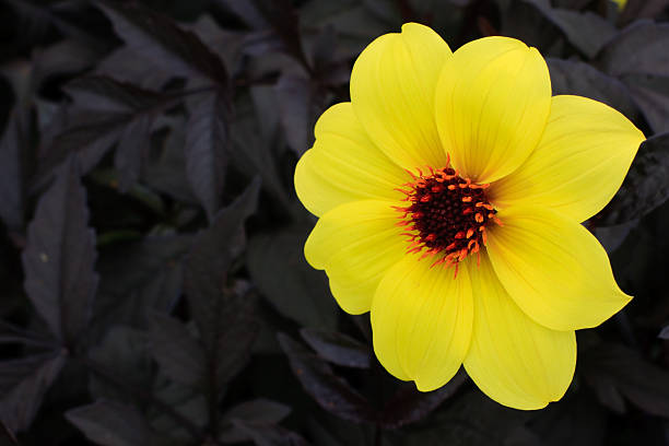 yellow flower stock photo