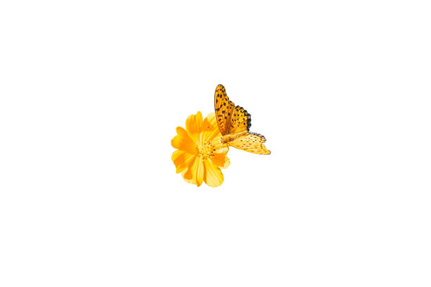 A yellow flower with butterfly A yellow flower with butterfly butterfly flower stock pictures, royalty-free photos & images