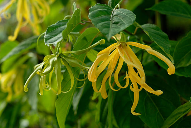 yellow flower, Ylang-ylang (Cananga odorata (Lamk.) stock photo