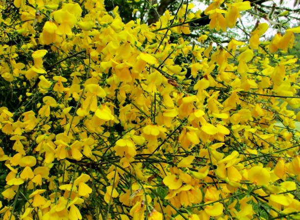 Yellow flowering bush Close-up of the flowering branches of broom (Genista - Cytisus), making a mass of yellow flowers in the middle of the frame. France. Lac de Longemer, Vosges, France. Spring 2019. scotch broom stock pictures, royalty-free photos & images
