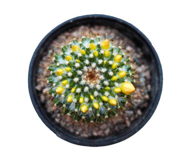 Yellow flowering hedgehog cactus in a pot stock photo