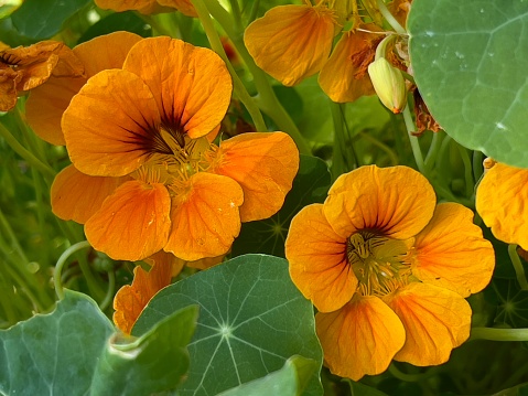 Horizontal closeup photo of flowering Nasturtium plants, growing in an organic garden in Byron Bay, sub-tropical north coast of NSW in Spring