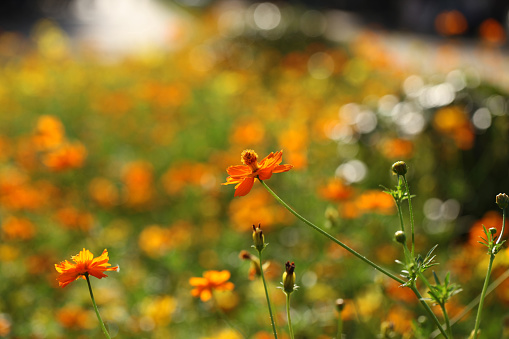 istock Amarillo flores en la luz del sol 876806592