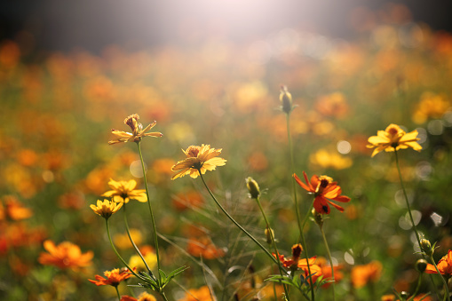 istock Amarillo flores en la luz del sol 876809006