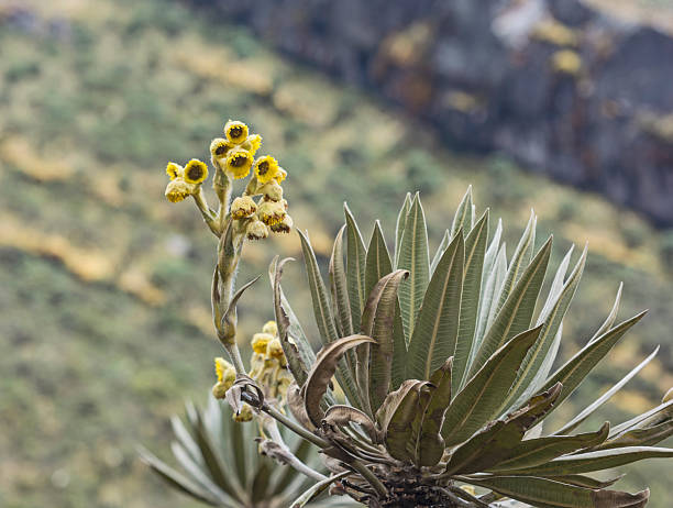 yellow flowers of espeletia stock photo