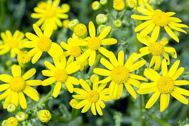 Yellow flowers of spring groundsel, close up stock photo