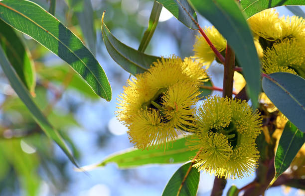 西オーストラリア州 花のストックフォト Istock