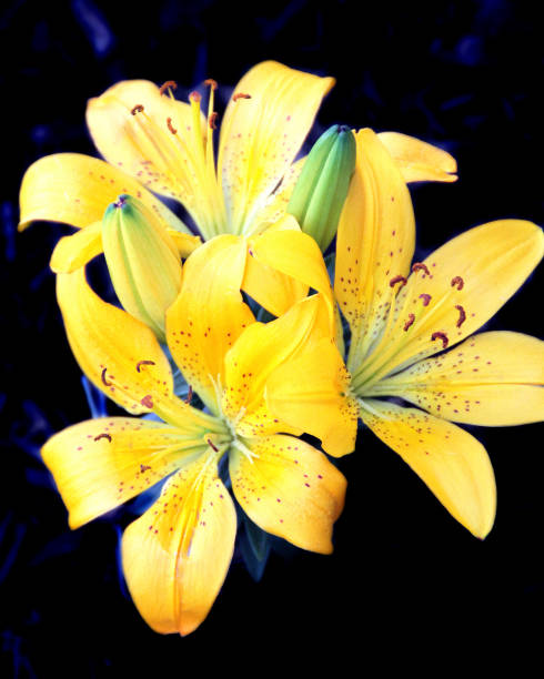 Yellow Flowers stock photo