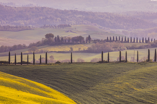 Yellow flowers in the field with tuscan village in the background, Tuscany, Italy, April.
