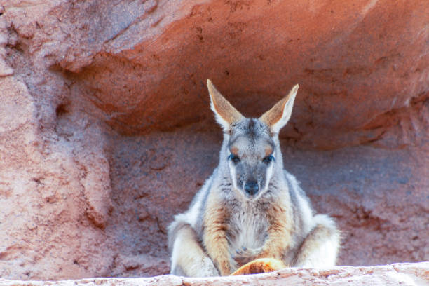 Yellow footed wallaby stock photo