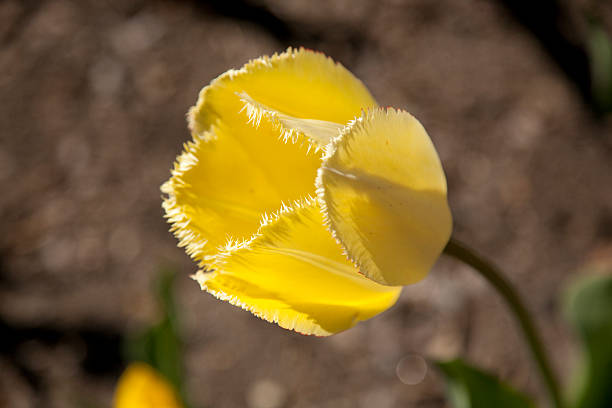 yellow fringed tulip stock photo