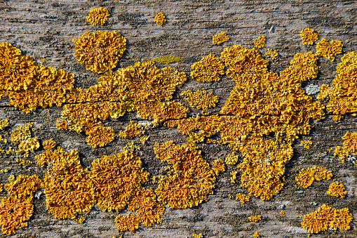 Yellow fungus on old wooden board