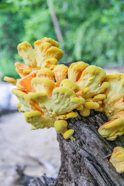 Yellow fungus on tree stump stock photo