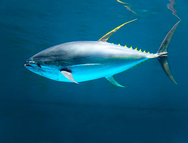 giallo gin tonno in rapido movimento nell'oceano - tonno frutto di mare foto e immagini stock