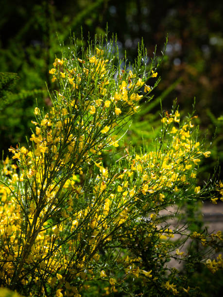 Yellow Golden Color Scotch Broom Flowering in the woods Golden color wildflower blossoming on Cape Cod in May scotch broom stock pictures, royalty-free photos & images