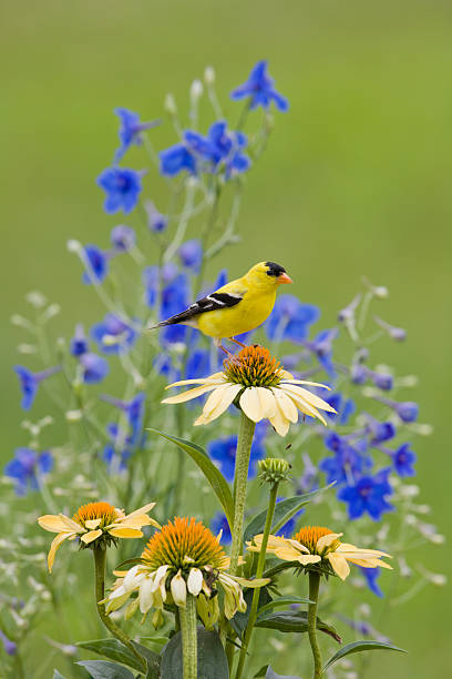 Yellow Goldfinch, perched on a Coneflower American Gold Finch (male), in bright Summer plumage perched in Backyard Flower Garden male goldfinch stock pictures, royalty-free photos & images