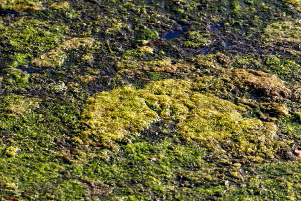 Yellow green Algae blooms in South Florida storm water canal and drainage ditches stock photo