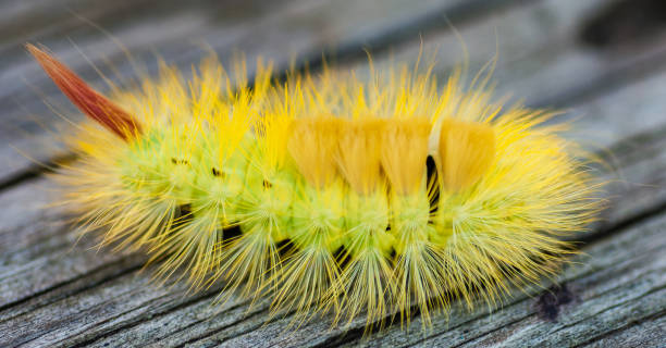 Yellow Hairy Caterpillar