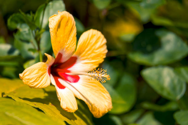 yellow Hibiscus flower, Costa Rica nature stock photo