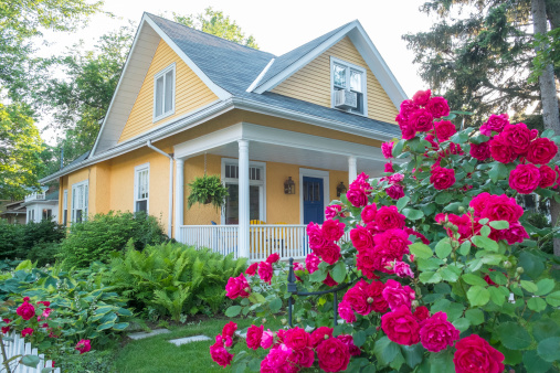 Pink Rose Bush in Front of a Beautiful Yellow House. 