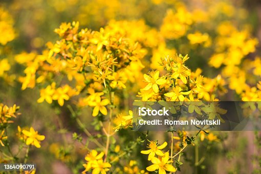 istock Yellow inflorescences of St. John's wort Hypericum perforatum on a bright sunny day against the background of a luxuriantly blooming summer meadow. Selective focus 1364090791