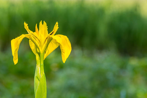 Yellow Iris flower stock photo