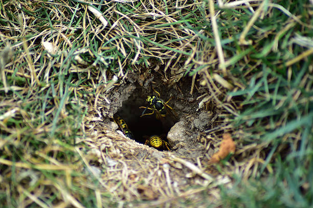 Yellow jacket wasps leaving nest. Yellow jacket wasps leaving the nest.  The wasp nest is located in the ground, along the Avon River in Stratford, Ontario. jacket stock pictures, royalty-free photos & images