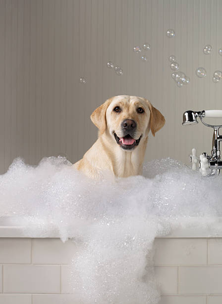 Yellow Labrador getting a bath with bubbles in background. stock photo