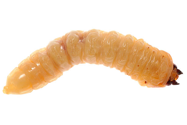 Yellow larvae on a white background stock photo