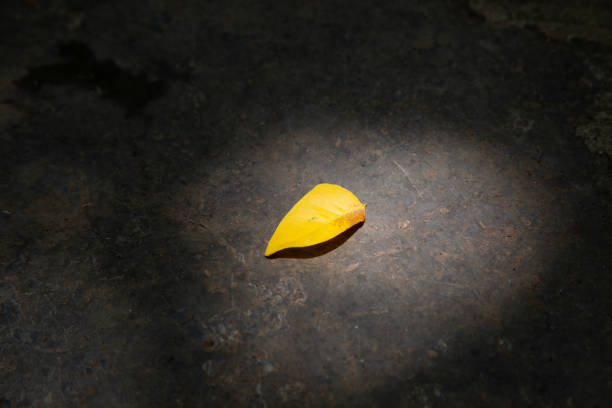 A yellow leaf in the sunlight spot stock photo