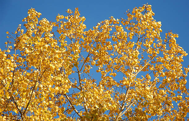 Yellow leaves on blue sky background stock photo