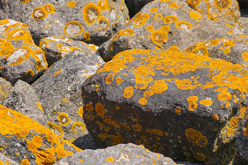 A mass of yellow lichen (Xanthoria parietina) growing on rocks.