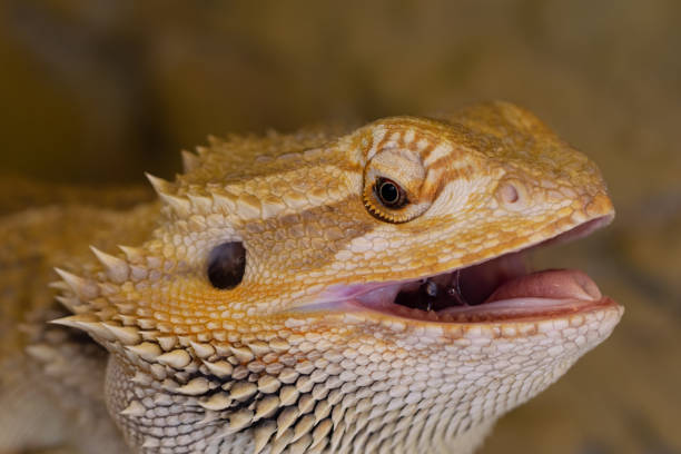 31 Bearded Dragon Teeth Stock Photos Pictures Royalty Free