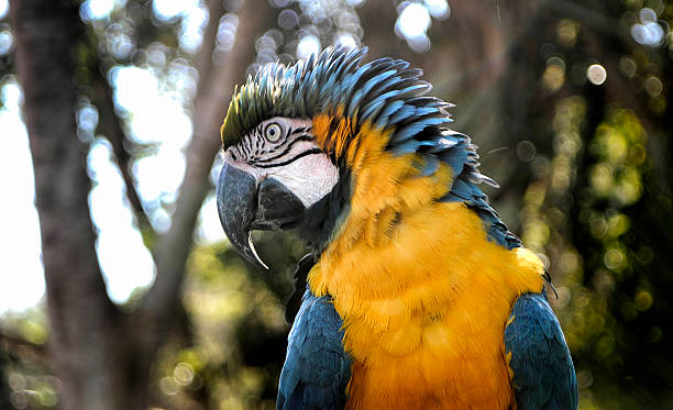 Yellow Macaw stock photo