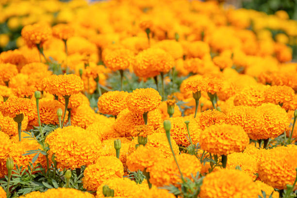 Yellow Marigold  flowers or Tagetes erecta in garden. stock photo