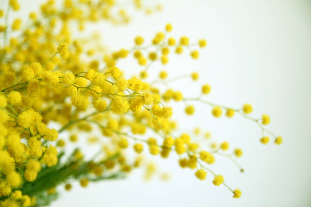 Yellow mimosa flowers on their green stems stock photo
